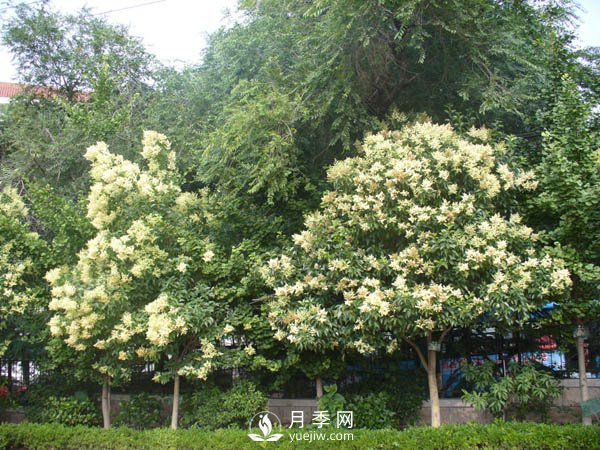 大葉女貞為何成為很多城市行道樹的首選？(圖1)