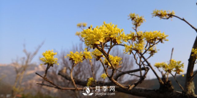 河南山茱萸有沒有成為園林常用苗的實力？(圖1)