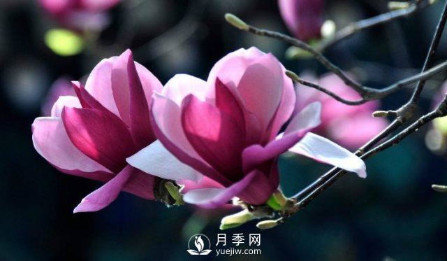 河南紫玉蘭種植時如何培育方法？(圖1)