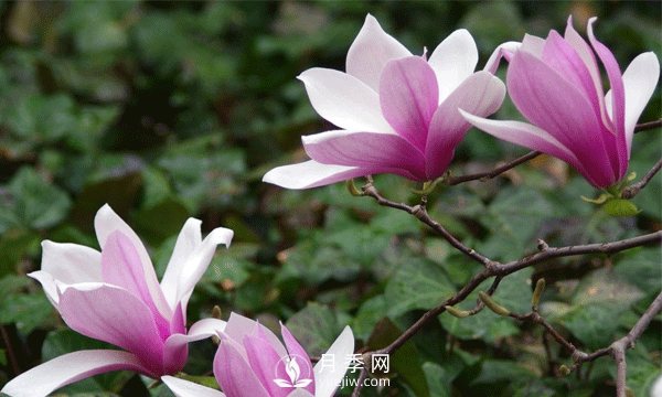 紅玉蘭？紫玉蘭？看這兩處你就清楚了(圖1)