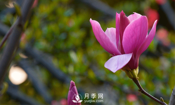 初春，玉蘭花開(kāi)，無(wú)需綠葉托襯，春寒料峭中獨(dú)自芬芳(圖1)