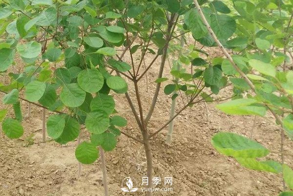 黃櫨樹白粉病癥狀是怎樣的？(圖1)