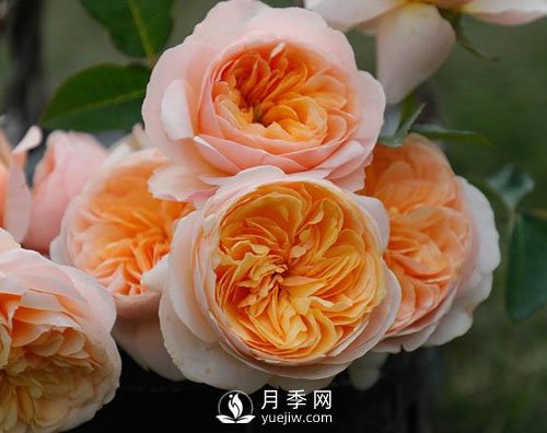 南陽月季已有千年歷史，外國人都知道，但許多人不知道！(圖1)