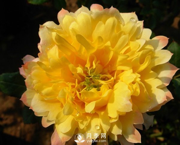 月季葉片發(fā)黃不止一個(gè)原因，不對(duì)癥處理后果很嚴(yán)重！(圖1)