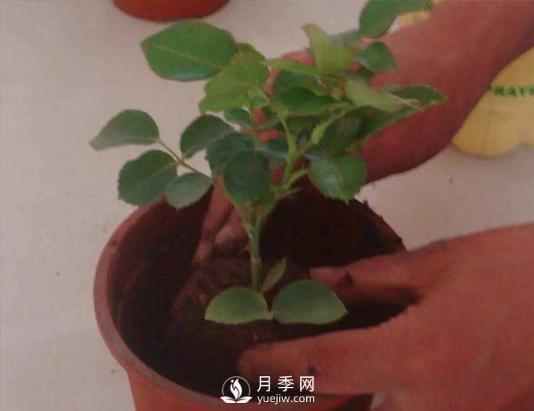 盆栽種植樹狀月季要怎樣選擇花盆和盆土？(圖1)