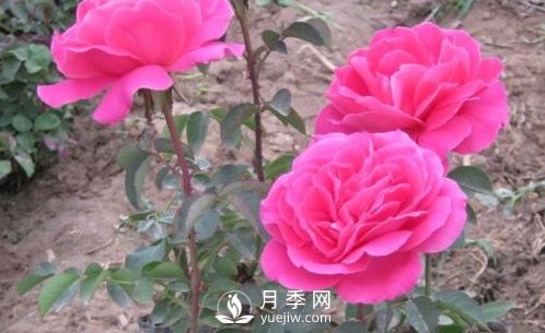 如何有效防治南陽月季花苗煙煤病病害？(圖1)