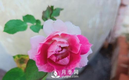 栽種南陽(yáng)月季時(shí)如何防止蒂腐病病害？(圖1)