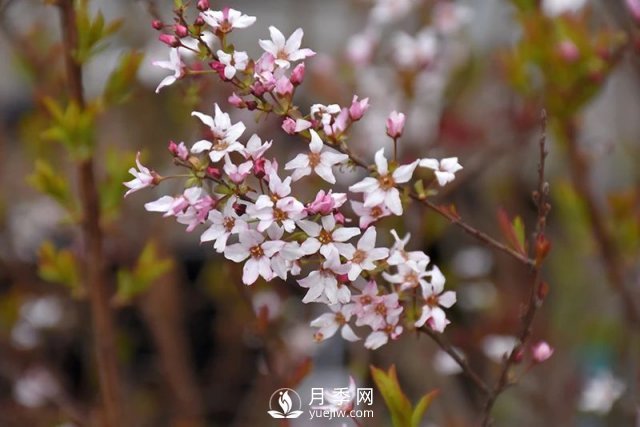 13種耐寒的盆栽花卉，零下20多度可存活，大部分南方也能種(圖32)