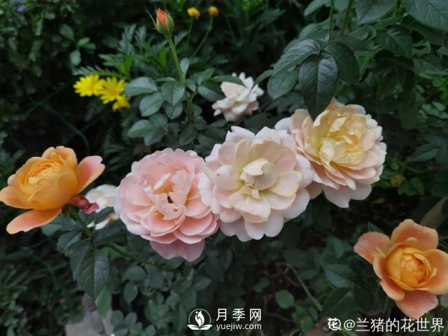 月季養(yǎng)護(hù)12個(gè)月計(jì)劃表，按照這個(gè)養(yǎng)，月季花園不是夢(mèng)(圖7)