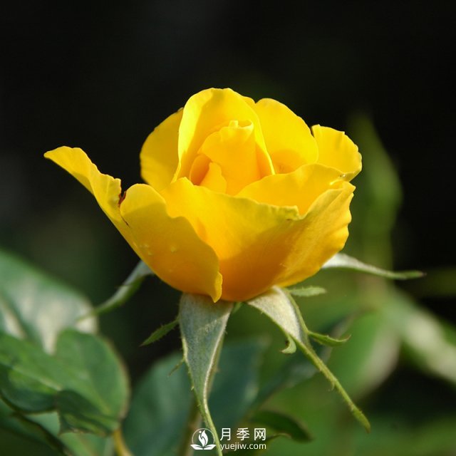 月季的育種演化是怎樣的？石橋月季告訴你(圖1)
