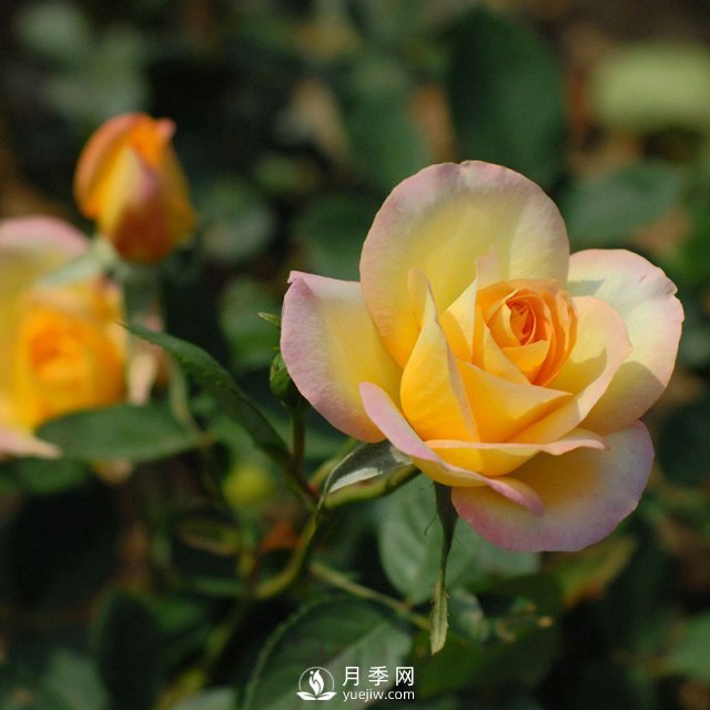 月季花對(duì)家居環(huán)境有影響嗎？南陽月季園告訴你(圖1)
