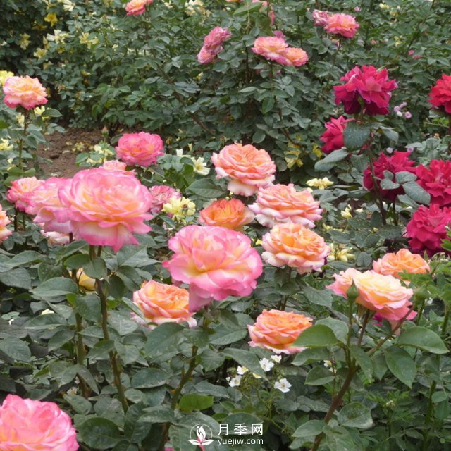 樹狀月季開花少的原因是什么？南陽月季告訴你(圖1)
