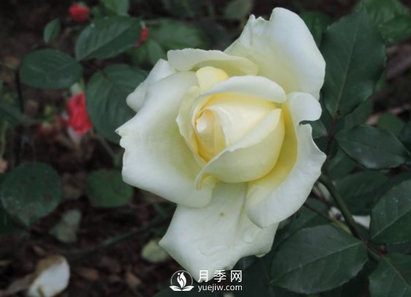 南陽(yáng)大田月季能夠耕種培養(yǎng)(圖1)
