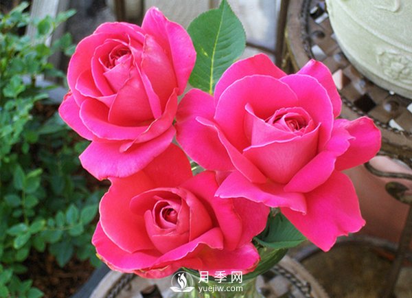 月季栽培成長(zhǎng)時(shí)間的辦理(圖1)