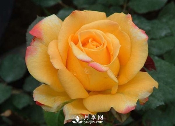 月季保護(hù)病害：寒害(圖1)