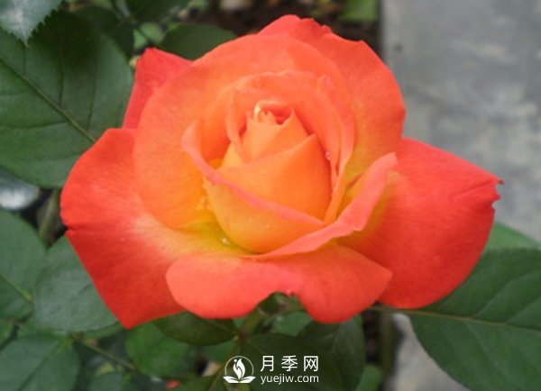 月季、月季嫁接時關(guān)于保護的影響(圖1)