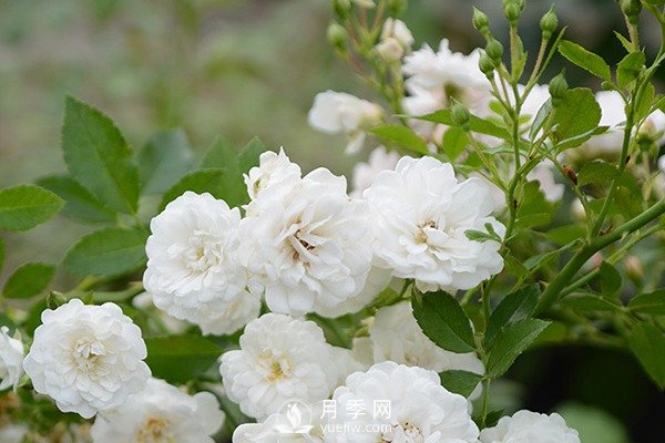 推薦10個微月品種能開又抗病，給新手的微型月季(圖3)