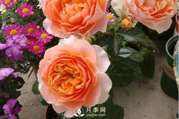 推薦10個微月品種能開又抗病，給新手的微型月季(圖10)