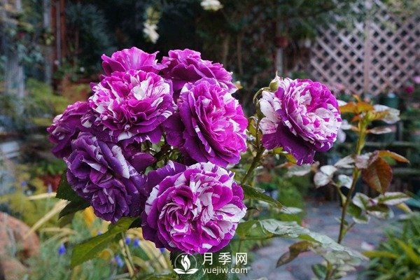 推薦10個微月品種能開又抗病，給新手的微型月季(圖4)