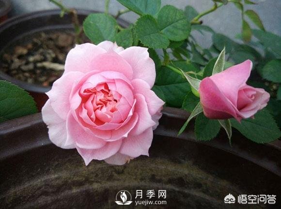月季是非常好養(yǎng)的植物，想讓它長(zhǎng)得旺盛做好幾方面(圖1)