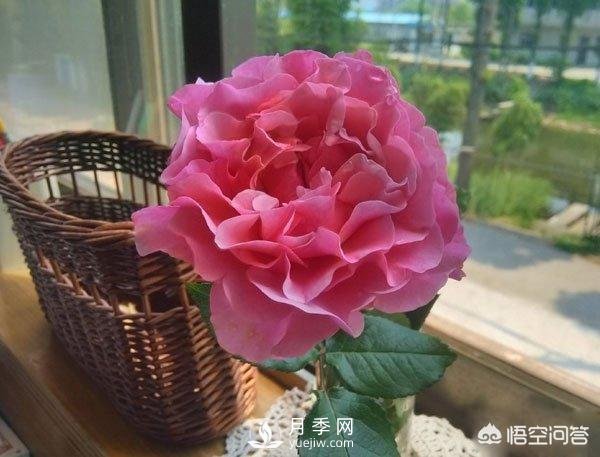 月季是非常好養(yǎng)的植物，想讓它長(zhǎng)得旺盛做好幾方面(圖2)
