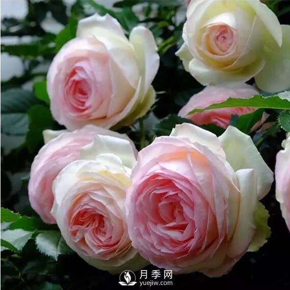 藤本月季如何選？這些經(jīng)典品種隨便一棵美爆你的花園(圖1)