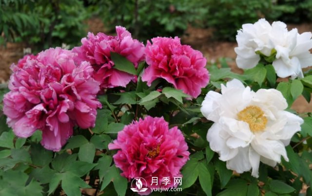 4種開花植物南方花友要慎重選擇，第二年開花就難了(圖1)