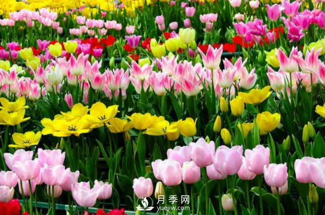 4種開花植物南方花友要慎重選擇，第二年開花就難了(圖4)