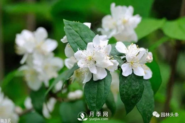 發(fā)展鄉(xiāng)土特色花灌木，這10種是潛力股(圖4)