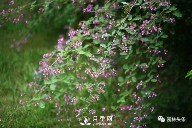 發(fā)展鄉(xiāng)土特色花灌木，這10種是潛力股(圖9)