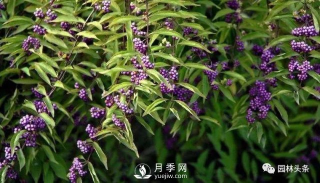 發(fā)展鄉(xiāng)土特色花灌木，這10種是潛力股(圖8)