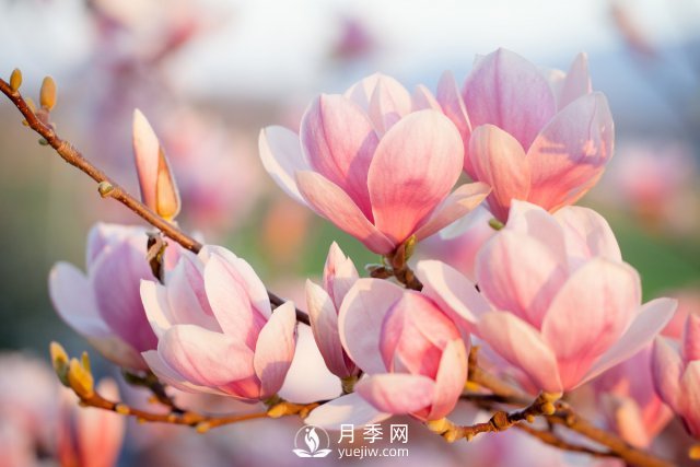 庭院種植玉蘭，解決4個問題香滿庭院(圖1)