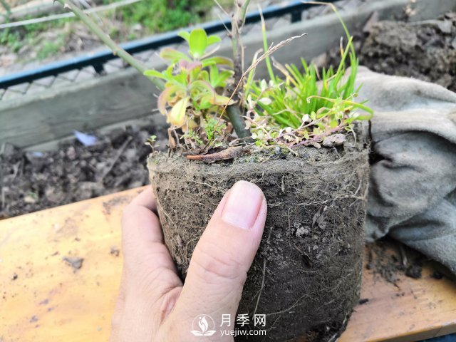 真的！懶人也能種好月季花(圖3)