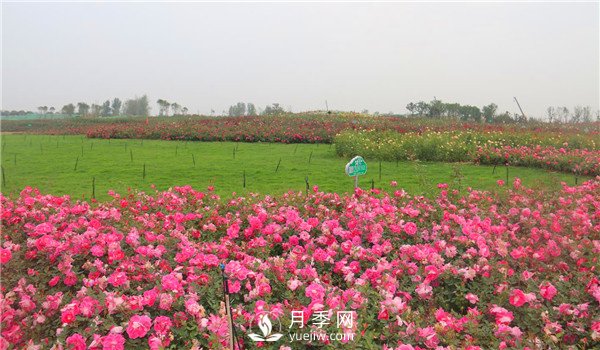多頭豐花月季有那些品種，豐花月季排行榜！(圖1)