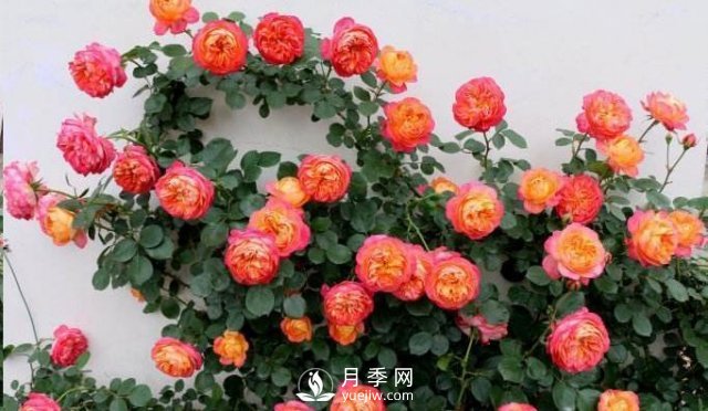 推薦5種多刺月季品種，院子周圍栽種做籬笆，扎哭小偷(圖3)