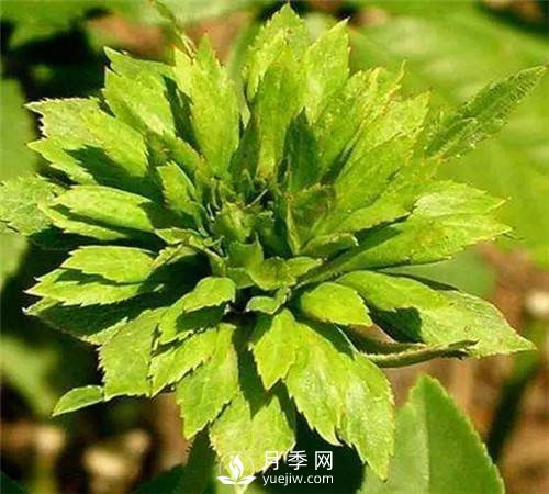 你見過綠色的月季花嗎？介紹下綠萼月季(圖3)