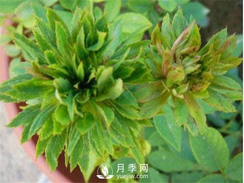 你見過綠色的月季花嗎？介紹下綠萼月季(圖1)