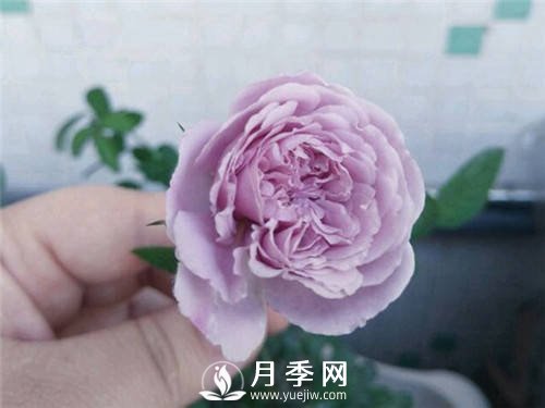爆款月季“藍(lán)色陰雨”，火遍網(wǎng)絡(luò)(圖2)