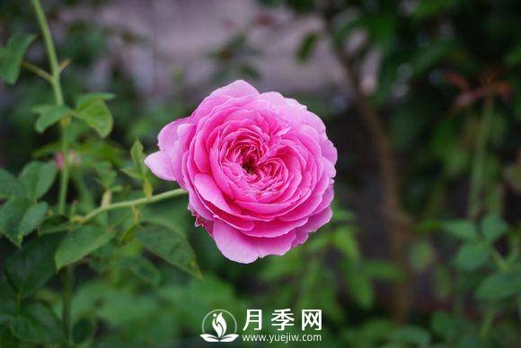 養(yǎng)月季花，這樣操作就會花開不斷香飄滿園(圖2)