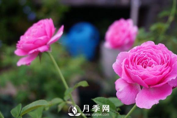 養(yǎng)月季花，這樣操作就會花開不斷香飄滿園(圖3)