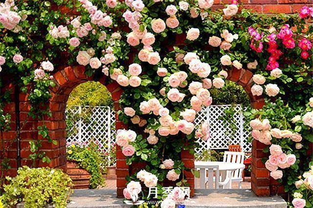 一年四季開(kāi)花不斷，花墻花柱造型任你塑造(圖3)