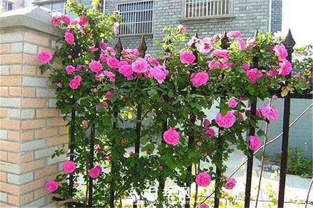 一年四季開(kāi)花不斷，花墻花柱造型任你塑造(圖1)