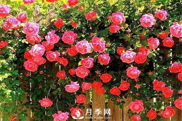 一年四季開(kāi)花不斷，花墻花柱造型任你塑造(圖4)