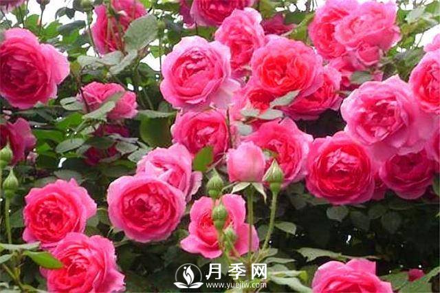 一年四季開(kāi)花不斷，花墻花柱造型任你塑造(圖6)