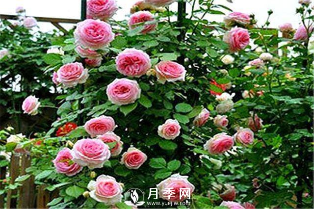一年四季開(kāi)花不斷，花墻花柱造型任你塑造(圖2)