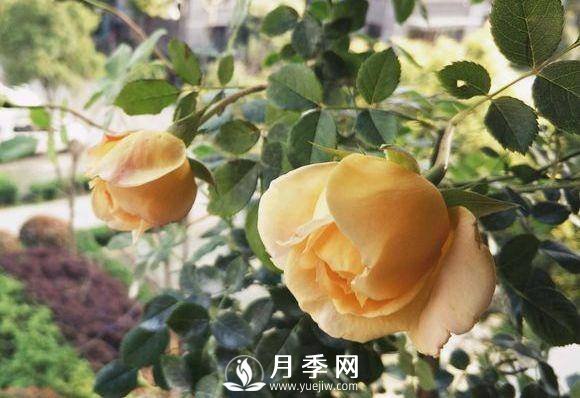 黃金慶典，艾莎，陽臺(tái)黨必入月季品種，大美花型和香味(圖1)