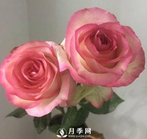 黃金慶典，艾莎，陽臺(tái)黨必入月季品種，大美花型和香味(圖2)