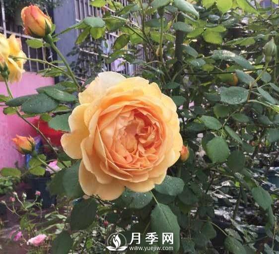 黃金慶典，艾莎，陽臺(tái)黨必入月季品種，大美花型和香味(圖3)