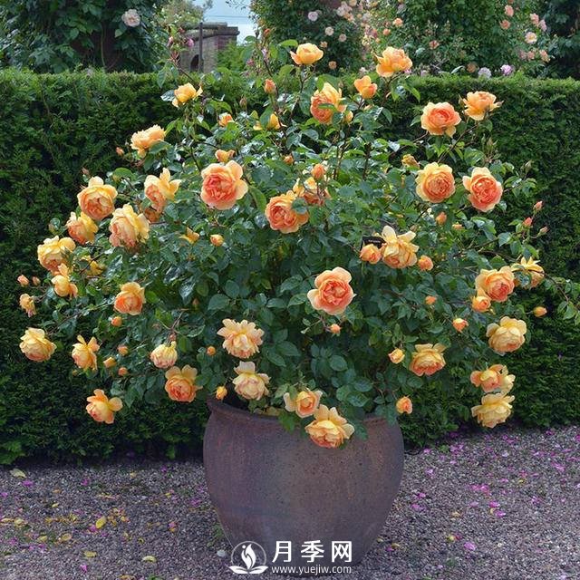 月季常年放在室外會死嗎？(圖1)