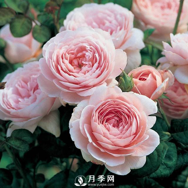  月季雨后超多紅蜘蛛 你就這樣解決！(圖1)